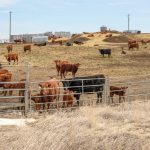 File photo of cattle on feed near Champion, Alta., about 75 km north of Lethbridge. (James_Gabbert/iStock/Getty Images)