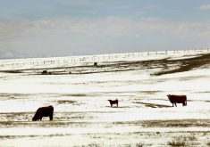 Lactation, reproductive efficiency and maternal instincts all play into how well a cow fits into her environment.