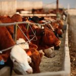 Photo courtesy Canada Beef Inc.