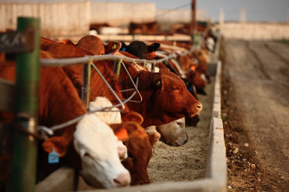 Photo courtesy Canada Beef Inc.

