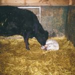 “Most fractures we see in young calves are not open wounds or compound fractures, so there’s no infection. But if we don’t do a good job of protecting a broken limb and it becomes open, the chances for survival plummet quickly.” – Dr. Andy Acton.