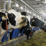 Cows on a Grunthal, Man. dairy farm. (Manitoba Co-operator photo by Geralyn Wichers)