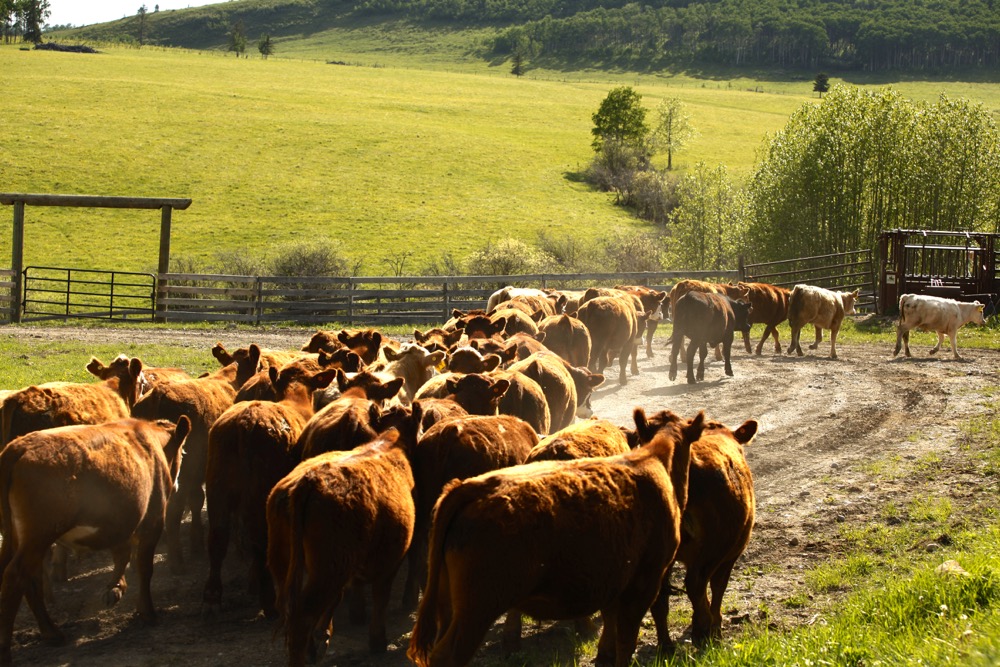 Photo: Canada Beef Inc.
