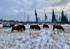 With no feed store, abattoir or vet nearby, raising cattle in Labrador is challenging. But Dinsmore is slowly expanding his farm and plans to break ground on an abattoir.