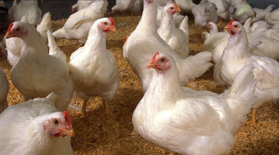 US is ’18 months or so’ away from finding bird flu vaccine, says agriculture secretary