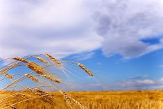 Poland is trying to move Ukraine grain by rail due to Russia&rsquo;s blockade of Ukrainian sea ports on the Black Sea.  Photo: IanChrisGraham/iStock/Getty Images
