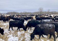 The Bouw family has incorporated corn grazing into their winter feeding strategy.