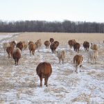 Prairie forecast update: Storms roll in