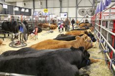 Limousin cattle resting in the barns at Canadian Western Agribition. Valued at minimum wage, Agribition’s volunteer hours during show week alone add up to $42,000 in labour.
