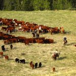 VIDEO: Seven habits of highly effective ranch families