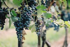 Grapes growing on a vine in a vineyard at Niagara on the Lake, Ontario. Photo: Linda Yolanda/iStock/Getty Images
