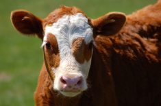 Work with your veterinarian to make sure that your vaccination program includes all the core vaccines and other important diseases facing your herd.