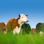 Smallest cattle herd since 1952