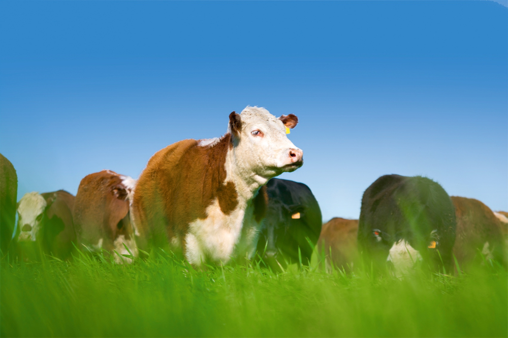 Smallest cattle herd since 1952