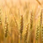 U.S. grains: Wheat futures bounce after 3-1/2 year low; soy, corn climb