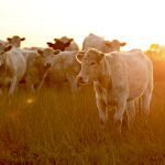 News from the world of Charolais cattle