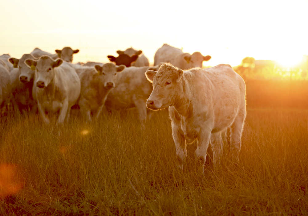 News from the world of Charolais cattle