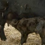 How to evaluate newborn calves using the calf VIGOR scoring system