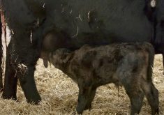 How to evaluate newborn calves using the calf VIGOR scoring system