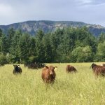 Henry's farm consists of 30 acres, 20 of which are used for grazing and hay for his cattle.
