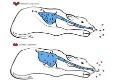 How to spot respiratory acidosis in a newborn calf