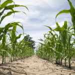 Maize is one major world crop affected by abiotic stresses including extreme heat and drought exacerbated by climate change (CABI Review)