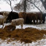 Weather plays an important role in how cows use body fat reserves, especially when consuming less energy than needed to maintain body functions and production demands.