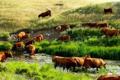 ‘I’ve seen serious bouts of salt poisoning when cattle are deprived of water through periods of heat, then gain free access to fresh water and end up dying.’ – Ron Clarke.