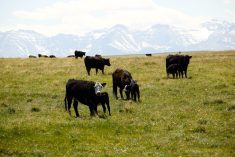 Keeping cattle on the land and beef on the plate