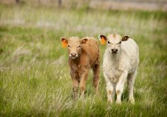 Two calves on pasture. The Sandhills system works by lowering the pathogen load newborn calves are exposed to on calving grounds.