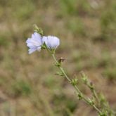 Chicory on a farm near Turtle Lake, Sask, which was part of the Saskatchewan Forage Council’s 2023 summer tour. Plants such as chicory can be part of a parasite control strategy.