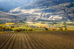 Scenic autumn view of the rural landscape, orchards, vineyards, and wineries of Oliver located in the Okanagan Valley of British Columbia, Canada. Photo: laughingmango/iStock/Getty Images Plus