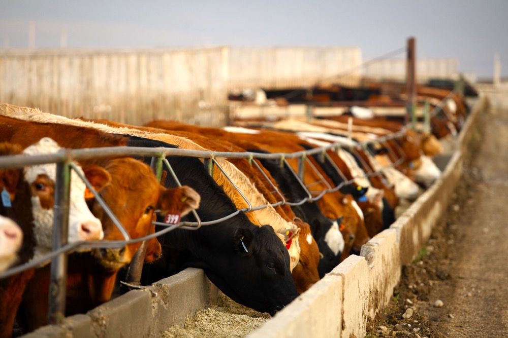 Prices for feed barley and feed wheat in Alberta are higher than last year.  Photo: Canada Beef
