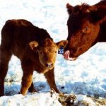 Ideally, a cow’s body condition score should be evaluated and corrected right after weaning, as that is the period of lowest nutrient requirement.