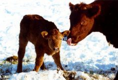 Ideally, a cow’s body condition score should be evaluated and corrected right after weaning, as that is the period of lowest nutrient requirement.