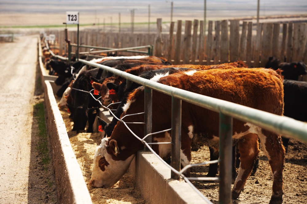 (Photo courtesy Canada Beef Inc.)
