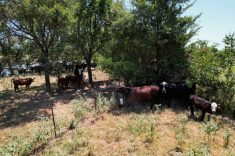 FILE PHOTO: Cattle gather in the shade in Tennessee Colony, Texas, U.S. August 3, 2023. REUTERS/Evan Garcia/File Photo

