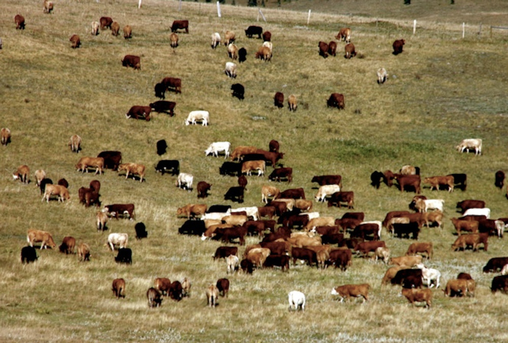 Making forage insurance more accessible across Canada