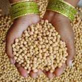 Pulse Weekly: Indian demand lifting Canada&rsquo;s export program