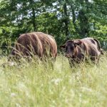 Cows grazing in a Tennessee field. A Zinpro sales rep says supplementing cows year-round boosts performance and reproduction.