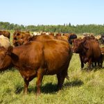 Researchers examine forage growth and grazing pressure