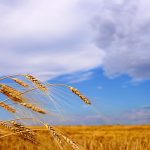 Poland is trying to move Ukraine grain by rail due to Russia’s blockade of Ukrainian sea ports on the Black Sea. Photo: IanChrisGraham/iStock/Getty Images