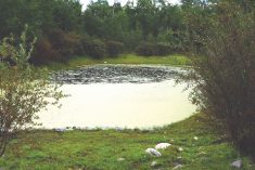 A dugout covered in duckweed, which is considered beneficial. However, producers should monitor for water quality issues such as blue-green algae, sulphate and salt.