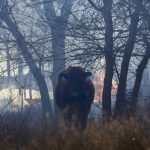 A cow stands near a spot fire, likely from one of the recent deadly wildfires, fuelled by high winds near Canadian, Texas, on March 2, 2024.