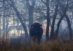 A cow stands near a spot fire, likely from one of the recent deadly wildfires, fuelled by high winds near Canadian, Texas, on March 2, 2024.