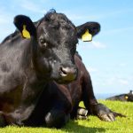 Canadian Angus Association is hiring