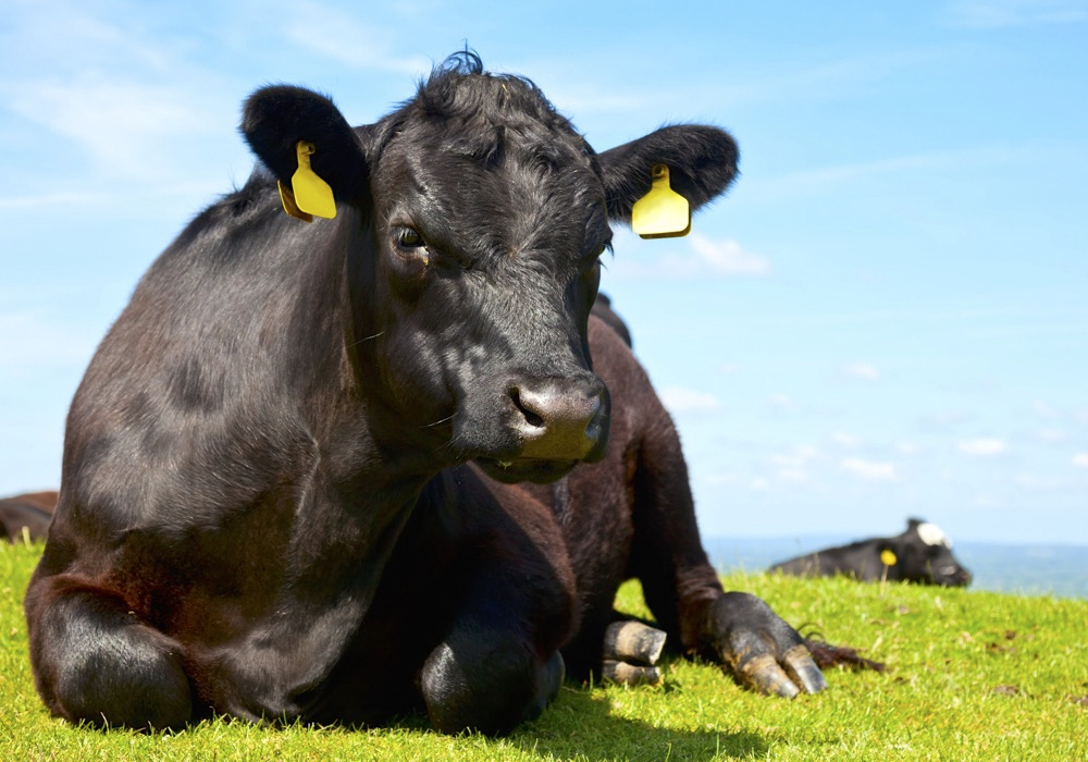 Canadian Angus Association is hiring
