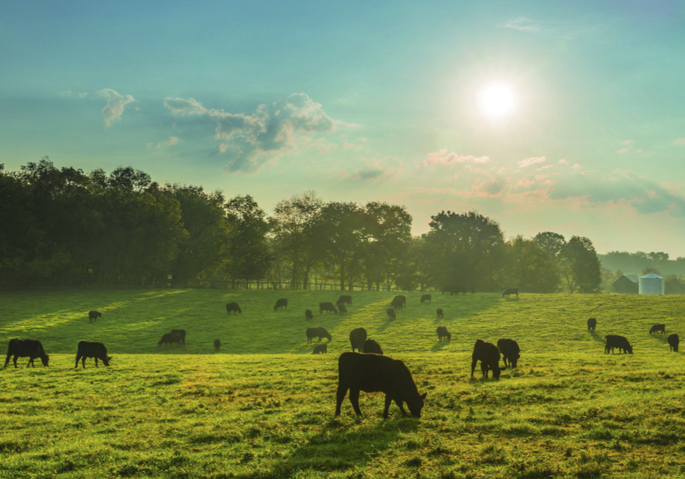 Canada, U.S. cattle inventories further decline