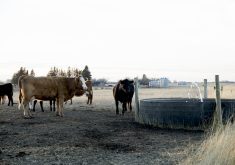 Livestock producers have several options for water systems, and the Beef Cattle Research Council has a free online tool to help them evaluate those options.