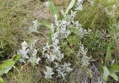 Pasture sage doesn’t affect pasture production, says an agrologist, but too much of it may be a sign that a producer needs to nourish grasses.